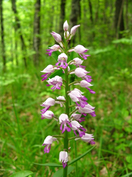 Orchis militaris 1.jpg