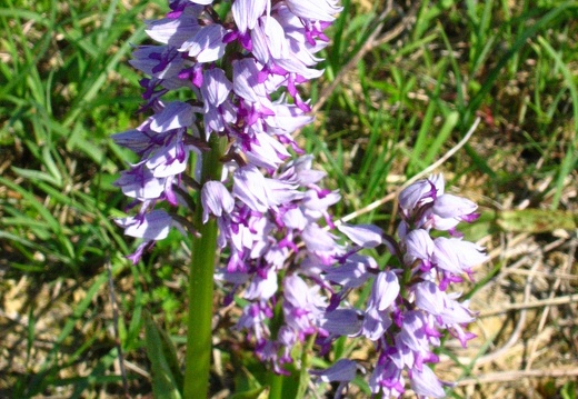 Orchis militaris