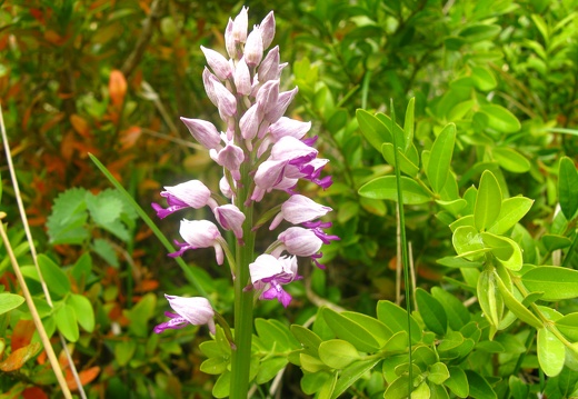 Orchis militaris
