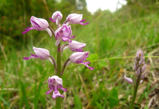 Orchis militaris