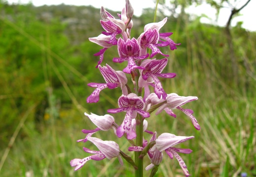 Orchis militaris