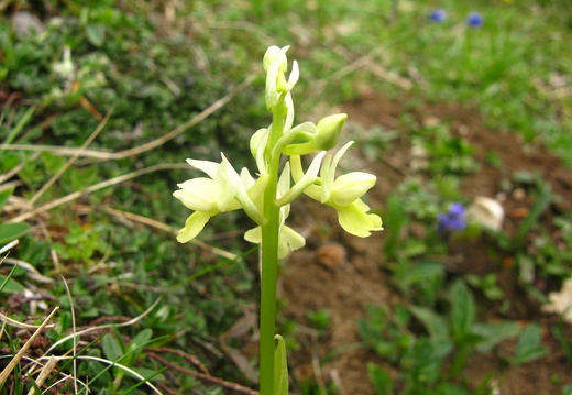 Orchis pallens