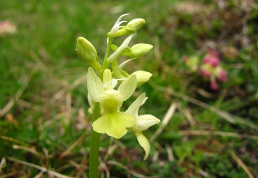 Orchis pallens