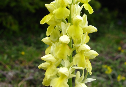 Orchis pallens