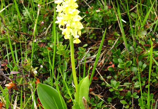 Orchis pallens