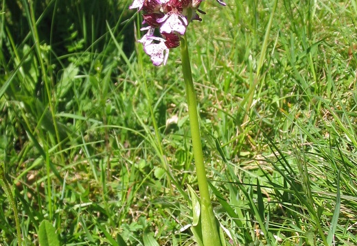 Orchis purpurea