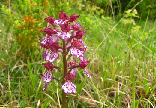 Orchis purpurea