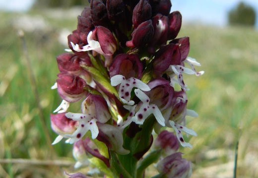 Orchis ustulata
