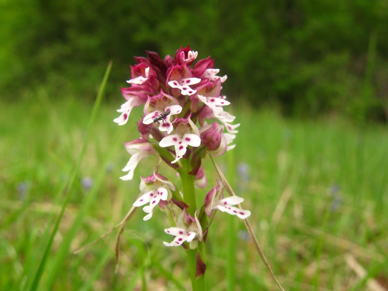 Orchis ustulata3.jpg