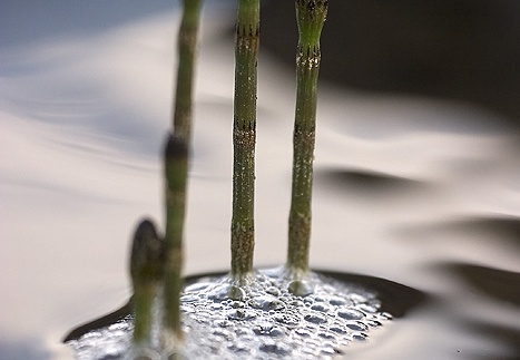 Equisetum arvense