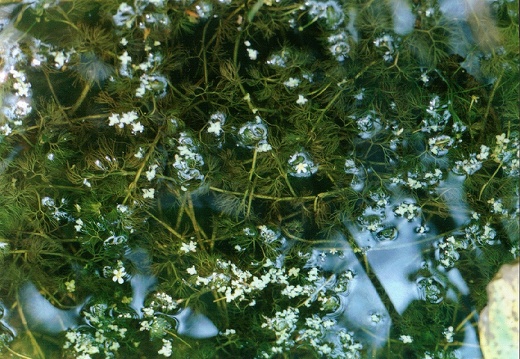 Ranunculus aquatilis
