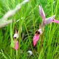 Serapias lingua