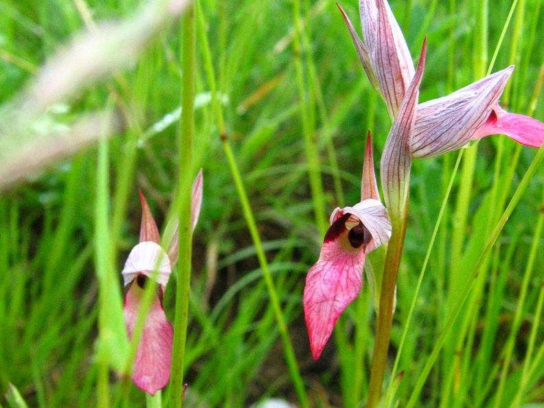 Serapias lingua