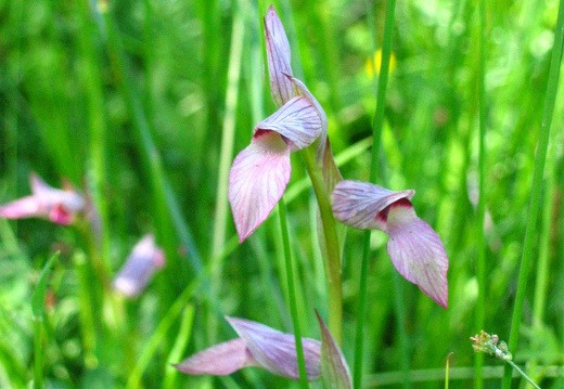 Serapias lingua