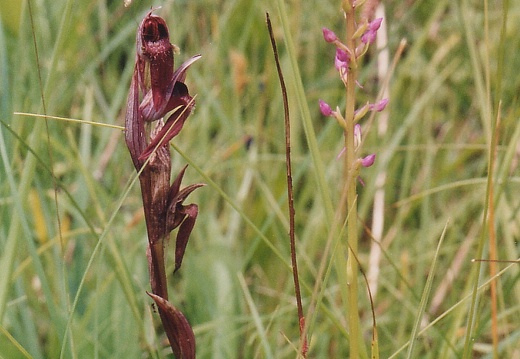 Serapias vomeracea & Gymnadenia conopsea