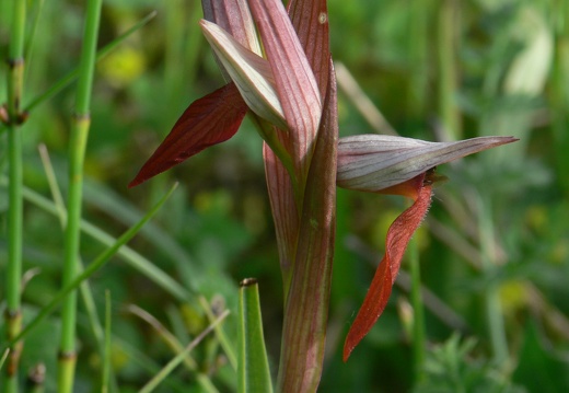 Serapias vomeracea