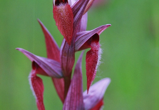 Serapias vomeracea