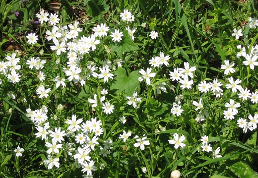 Stellaria