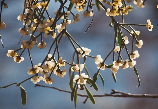 Viscum album