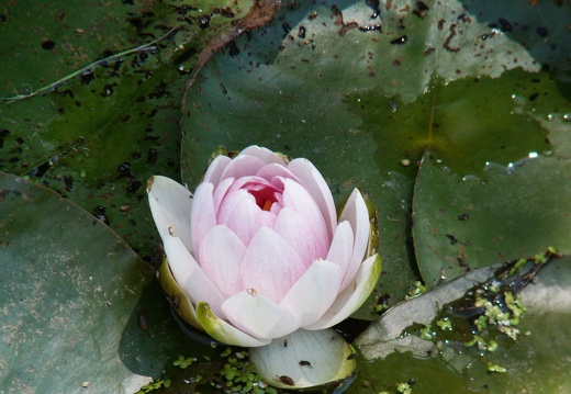 Nymphaea
