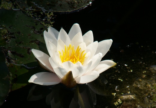 Nymphaea
