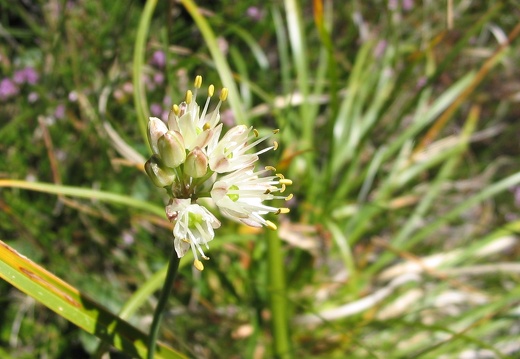 Allium ericetorum