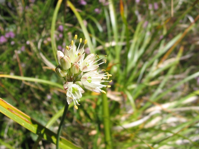 Allium ericetorum