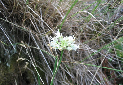 Allium ericetorum