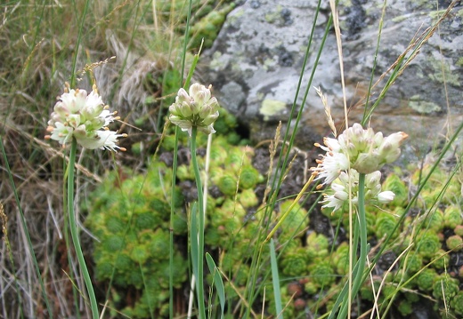 Allium ericetorum