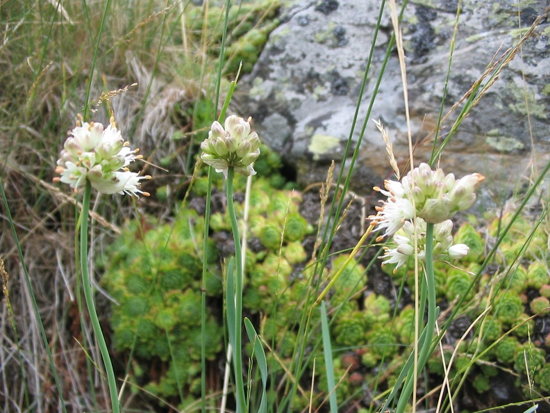 Allium ericetorum
