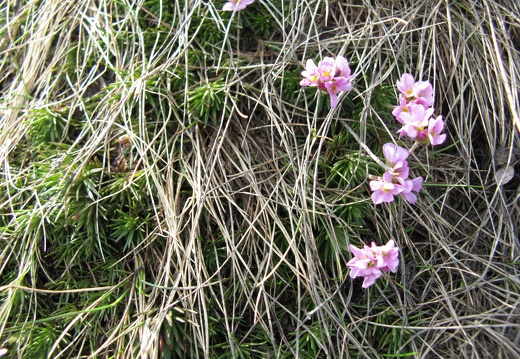 Androsace carnea