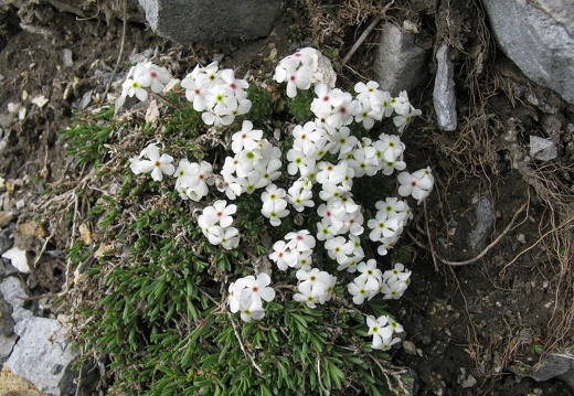 Androsace villosa