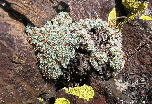 Androsace 
