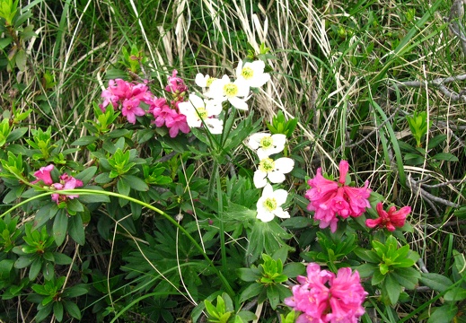 Anemone narcissiflora
