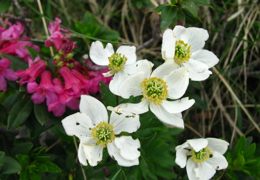 Anemone narcissiflora