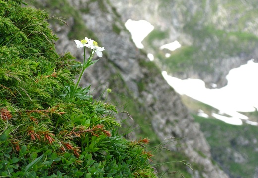 Anemone narcissiflora