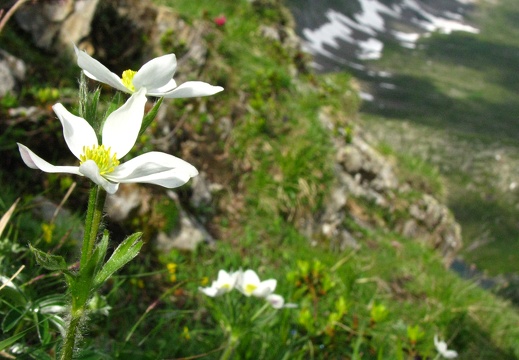 Anemone narcissiflora