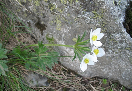 Anemone narcissiflora