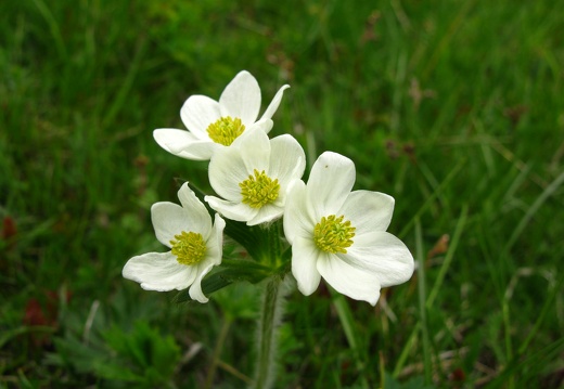 Anemone narcissiflora
