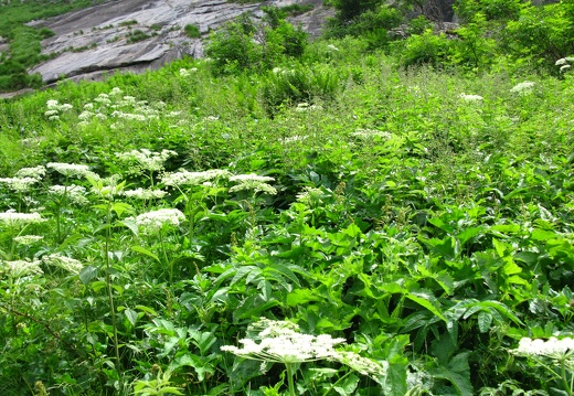 Angelica sylvestris