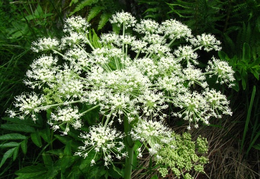 Angelica sylvestris