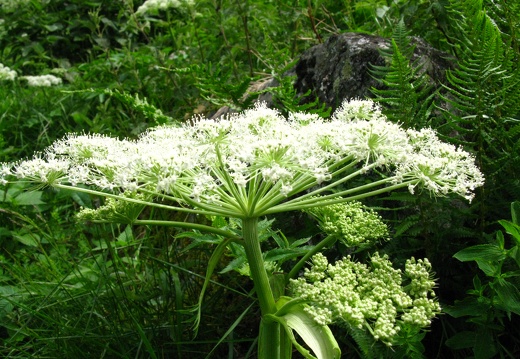 Angelica sylvestris
