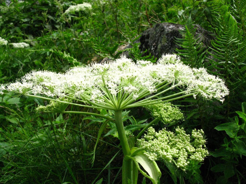 Angelica sylvestris3.jpg
