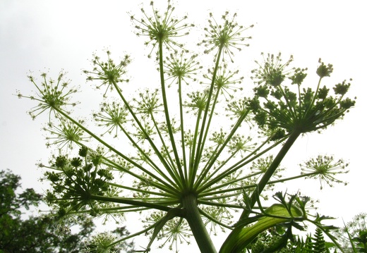 Angelica sylvestris