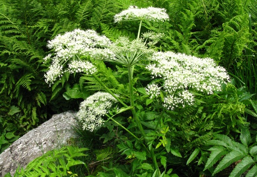 Angelica sylvestris