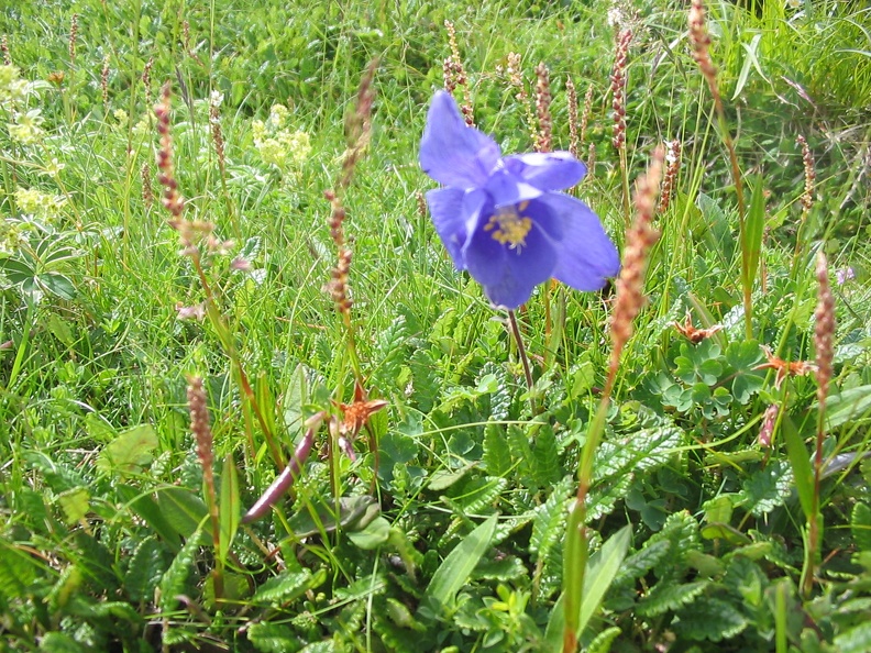 Aquilegia pyrenaïca