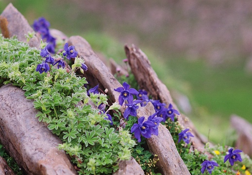 Aquilegia pyrenaïca