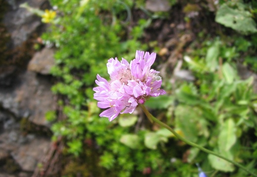 Armeria alpina