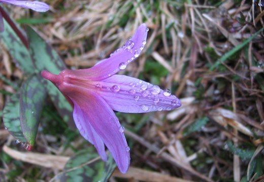 Erythronium dens-canis