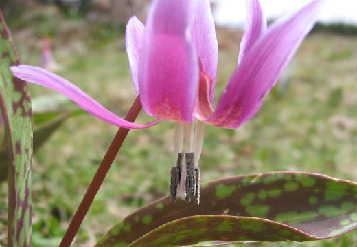 Erythronium dens-canis